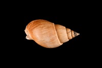 藏品(橄欖織紋螺)的圖片